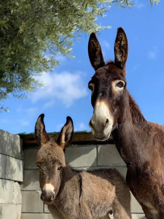  Farma Zlatnih Magaraca na Kipru 